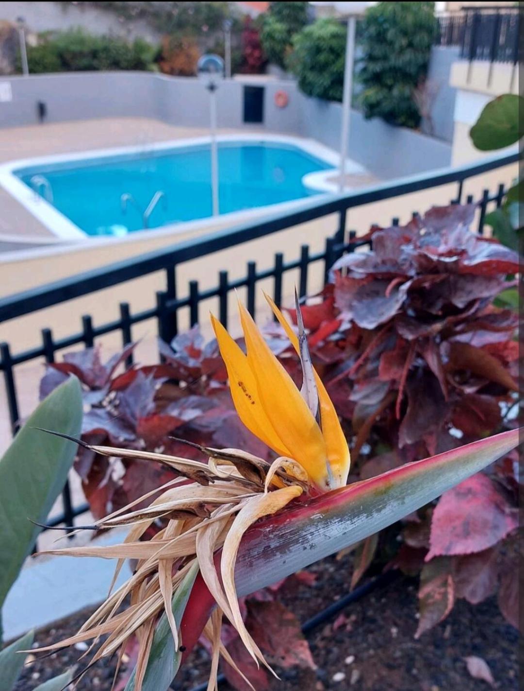 Balcon Atlantida Apartment Candelaria Luaran gambar